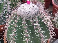 Melocactus albicephalus (1).jpg